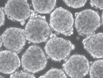 Reproducible, Uniform Embryoid Bodies